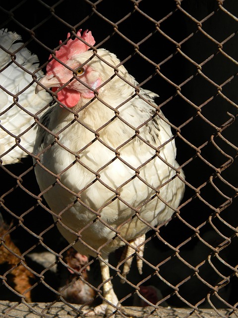 居莱尔让其闭嘴,索博斯洛伊回击:你只为皇马踢了1088分钟.